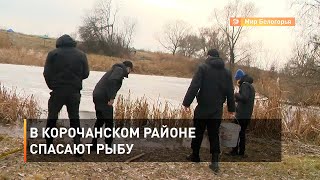 В Корочанском районе спасают рыбу