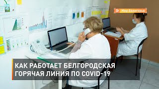 Как работает белгородская горячая линия по COVID-19