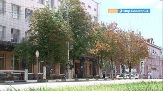 Почему в центре Белгорода спиливают деревья 
