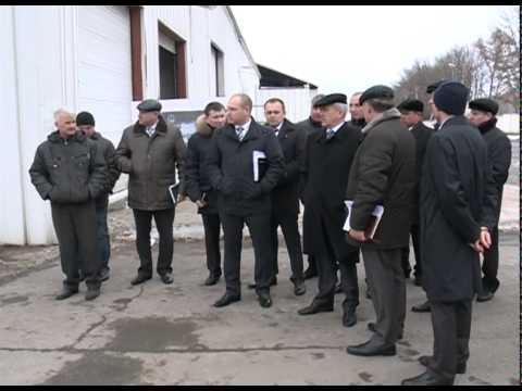 В регионе наладят производство семян кукурузы