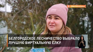Белгородское лесничество выбрало лучшую виртуальную ёлку