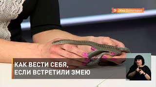 Как вести себя, если встретили змею