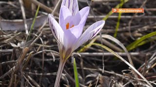 В белгородских лесах зацвели первоцветы