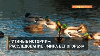 «Утиные истории»: расследование «Мира Белогорья»