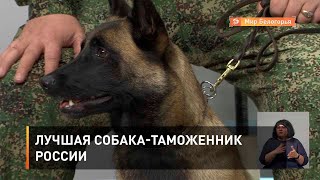 Лучшая собака-таможенник России