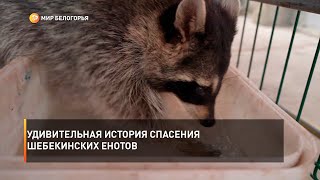 Удивительная история спасения шебекинских енотов