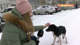 Стерилизация бездомных собак в Алексеевке