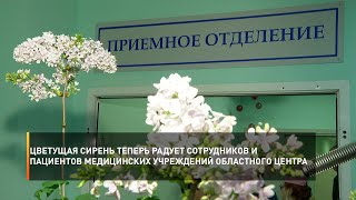 Цветущая сирень теперь радует сотрудников и пациентов медицинских учреждений областного центра