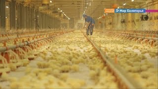 Уровень безработицы в Белгородской области снижается