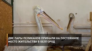 Две пары пеликанов прибыли на постоянное место жительства в Белгород