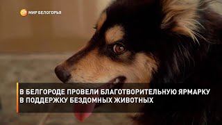 В Белгороде провели благотворительную ярмарку в поддержку бездомных животных