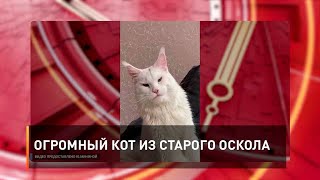 Огромный кот из Старого Оскола