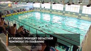 В Губкине проходит областной чемпионат по плаванию