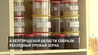 В Белгородской области собрали рекордный урожай зерна