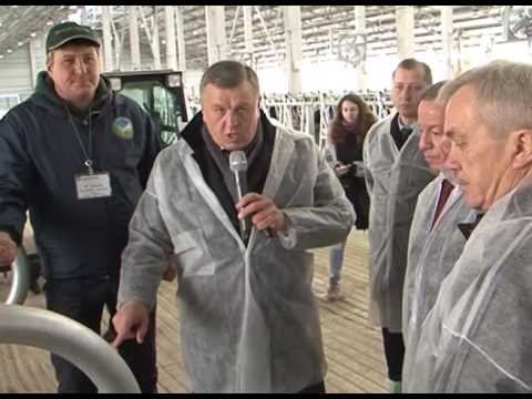 «Умная» молочная ферма в с. Шеино