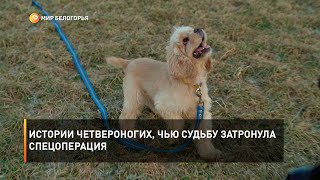 Истории четвероногих, чью судьбу затронула спецоперация