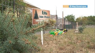 В Шебекине первоклассники высадили деревья