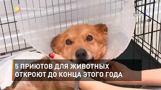 5 приютов для животных откроют до конца этого года 