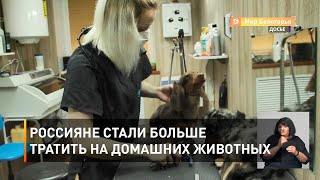 Россияне стали больше тратить на домашних животных
