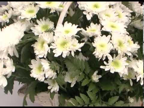 В Белгороде прошла акция «Белый цветок»