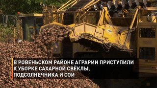 В Ровеньском районе аграрии приступили к уборке сахарной свёклы, подсолнечника и сои