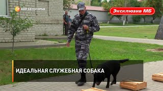 Идеальная служебная собака