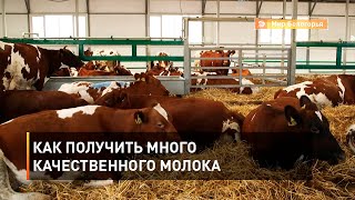 Как получить много качественного молока 