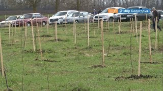 1000 берез высадили в Ровеньском районе