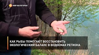 Как рыбы помогают восстановить экологический баланс в водоёмах региона