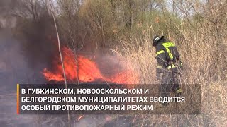 В Губкинском, Новооскольском и Белгородском муниципалитетах вводится особый противопожарный режим