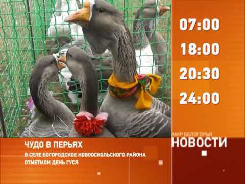 Смотрите на «Мире Белогорья» сегодня, 20 октября