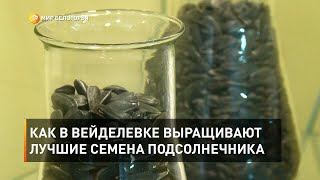 Как в Вейделевке выращивают лучшие семена подсолнечника 