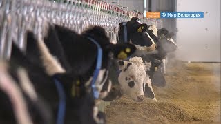 Белгородская область — лидер по среднесуточному надою молока