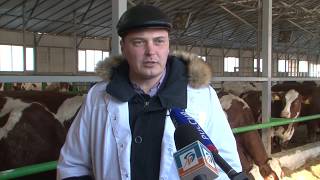Гипоаллергенное молоко начали производить в Борисовке