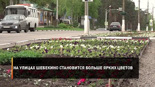 На улицах Шебекино становится больше ярких цветов