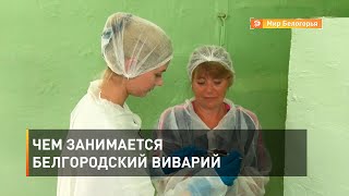 Чем занимается белгородский виварий 