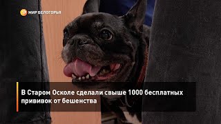 В Старом Осколе сделали свыше 1000 бесплатных прививок от бешенства