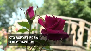 Кто ворует розы в Призначном