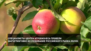 Специалисты центра агробизнеса провели маркетинговое исследование российского рынка яблок