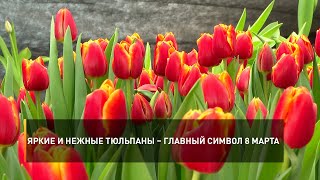 Яркие и нежные тюльпаны – главный символ 8 марта
