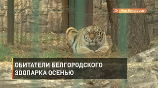 Обитатели белгородского зоопарка осенью