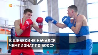 В Шебекине начался чемпионат по боксу 