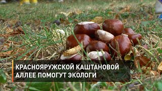 Краснояружской каштановой аллее помогут экологи