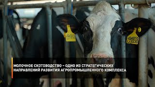 Молочное скотоводство – одно из стратегических направлений развития агропромышленного комплекса