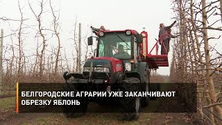Белгородские аграрии уже заканчивают обрезку яблонь