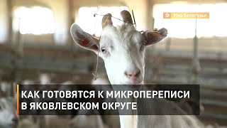 Как готовятся к микропереписи в Яковлевском округе 