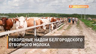 Рекордные надои белгородского отборного молока