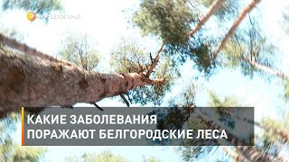 Какие заболевания поражают белгородские леса