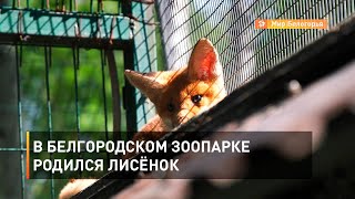 В белгородском зоопарке родился лисёнок 