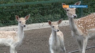 В Белгородском зоопарке родились оленята